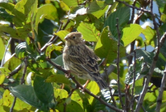 Strillozzo?... probabile giovane Zigolo giallo (Emberiza citrinella)